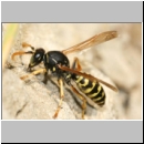 Polistes dominula - Haus-Feldwespe m07c.jpg